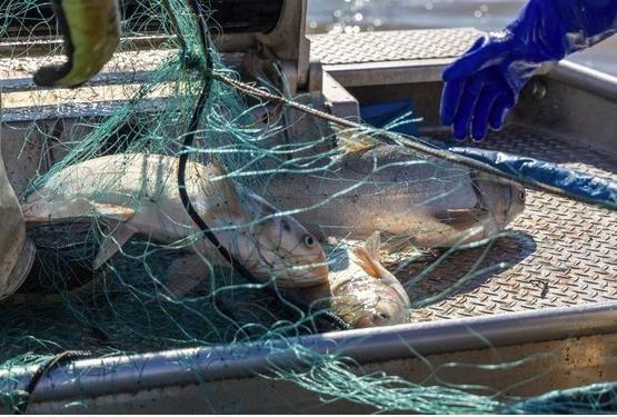 Kentucky Fish and Wildlife increases incentive for invasive carp removal