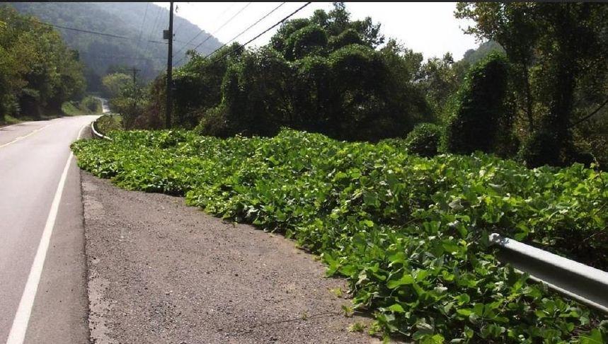 KYTC weed eradication to begin